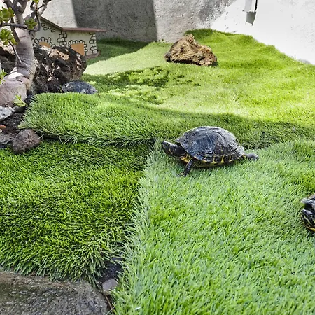Casa Evarista Hébergement de vacances Icod De Los Vinos